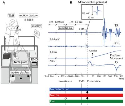 Corticospinal Excitability Is Modulated as a Function of Postural Perturbation Predictability